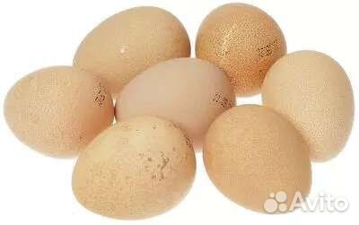 Яйцо цесарки