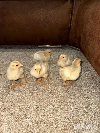 Инкубационное яйцо брама Изабель и цыплята