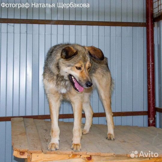Собака Тайга в добрые руки