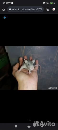 Крысята дамбо и стандарт