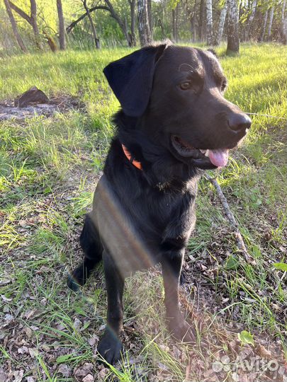 Кобель лабрадора вязка