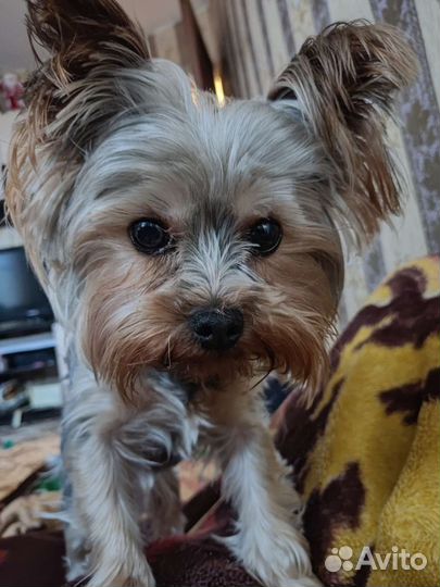 Мини йорк пепельный окрас