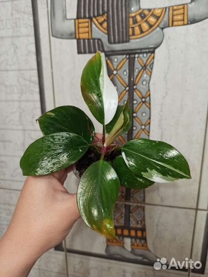 Филодендроны. Эсхинантус жар птица