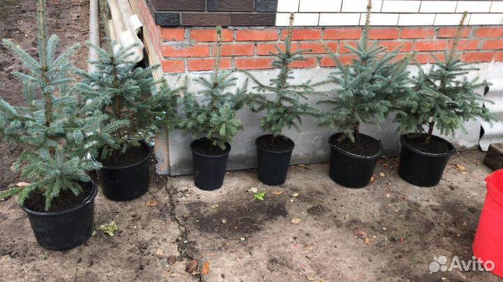 Голубая ель