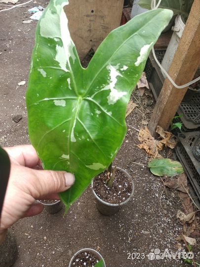 Алоказия кобра вар (cobra variegata)