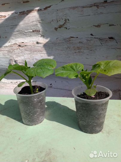 Рассада: помидоры, огурцы, перец