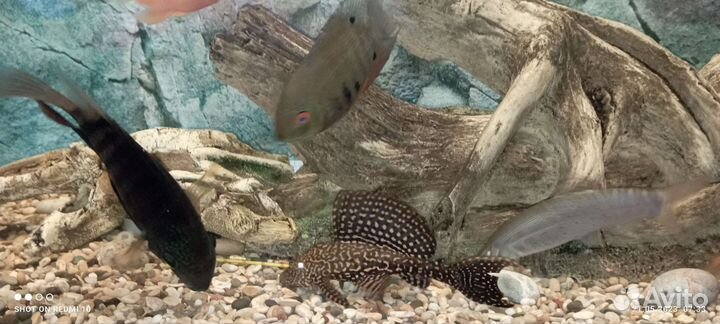 Аквариумные рыбки