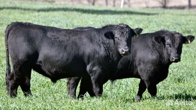 Быки на племя