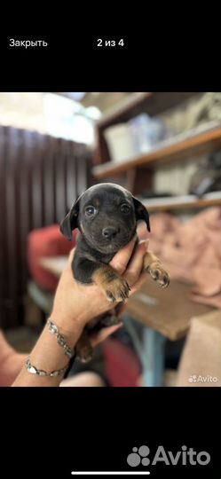 Щенок в добрые руки