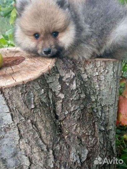 Шпиц- две Очаровашки