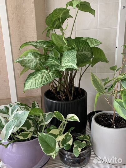 Комнатные цветы/растения черенки обмен
