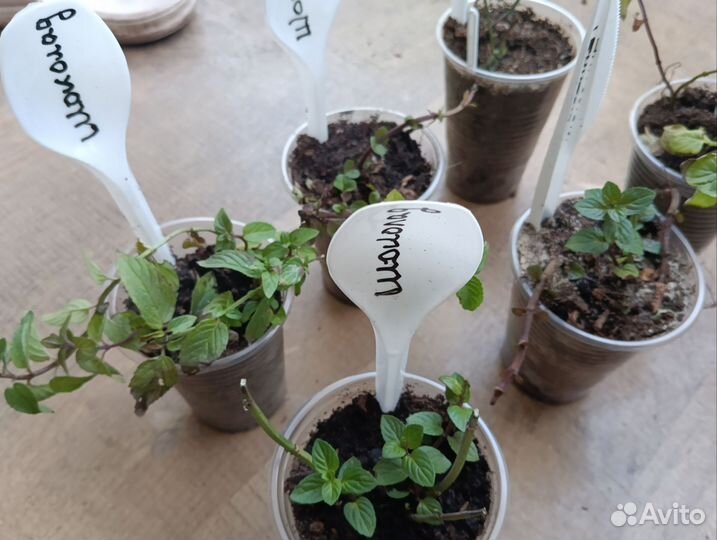 Мята апельсиновая, шоколадная, грейпфрут и др