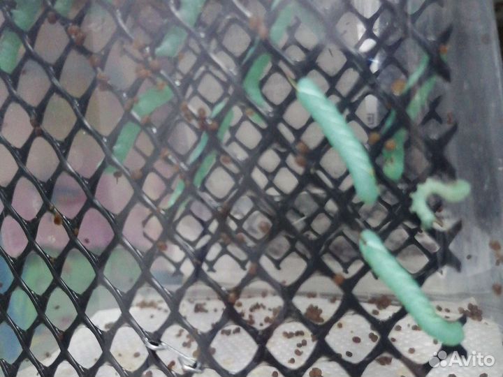 Зофобас,мучник