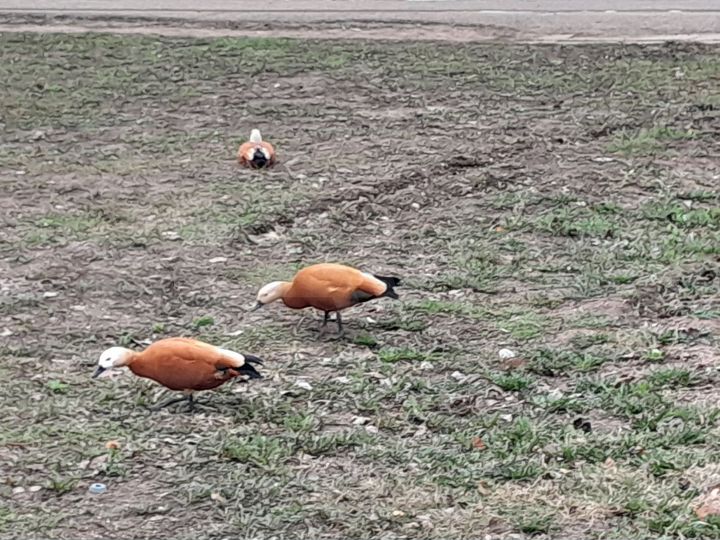 Участок 16 сот. (ИЖС)