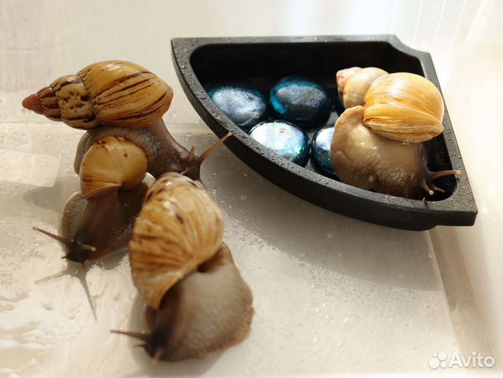 Ахатина занзибарика Сьерра + террариумы