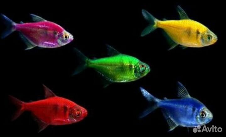 Тернеция глофиш Аквариумные рыбки в магазине
