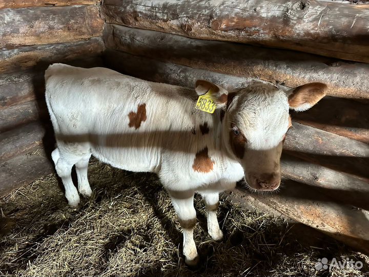 Тёлочка 2 мес, продам