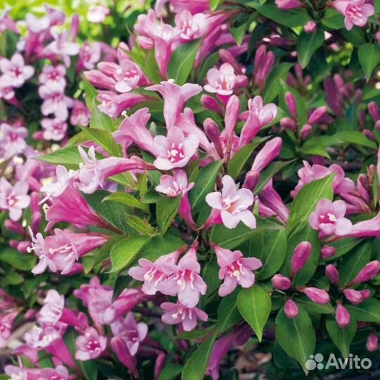 Цветущие кустарники