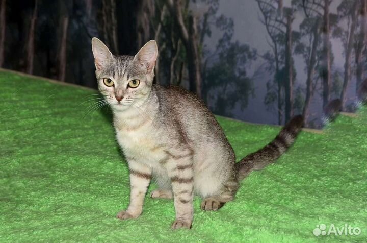 Котик в дар