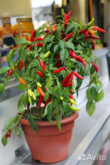 Перец острый оконный рассада