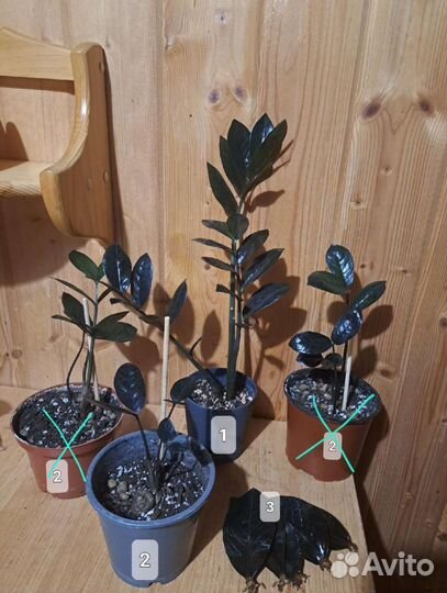 Комнатные цветы