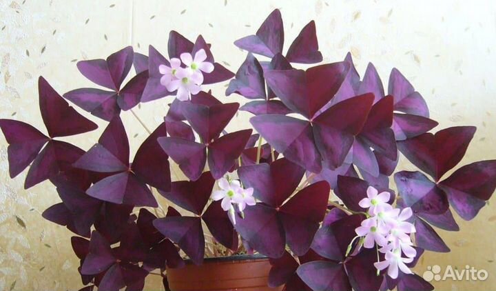 Кислица (оксалис)