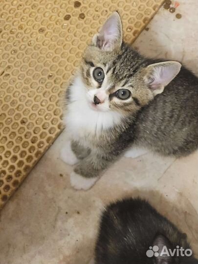 Кошки в добрые руки