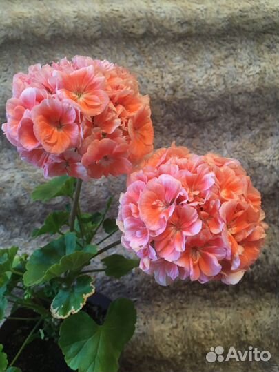 Герань пеларгония