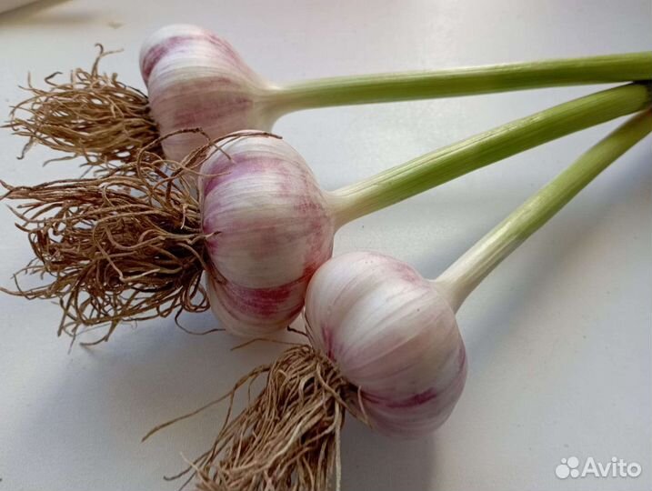 Малина и чеснок