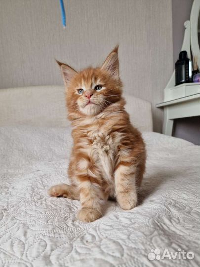 Котята мейн-кун