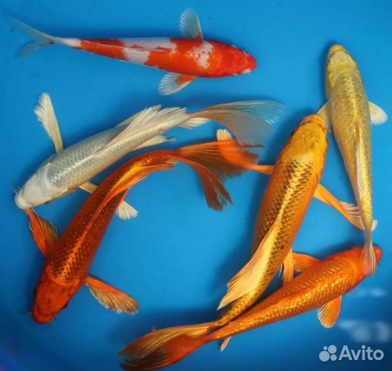 Карп кои вуалевый