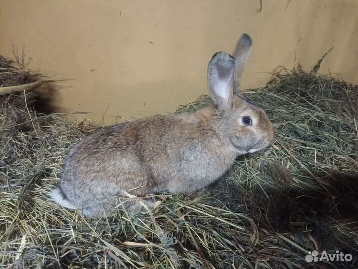 Кролики фландр/шиншила 7-8-9-10 месяцев