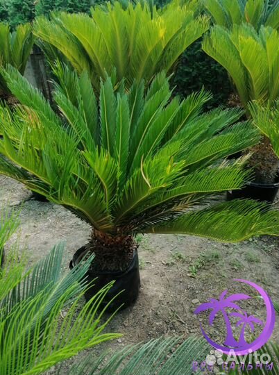 Пальма Большая Цикос (Саговник)