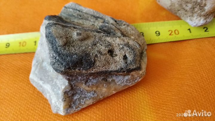 Морской ящер мозазавр. Окаменелые останки