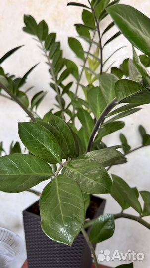 Замиокулькас