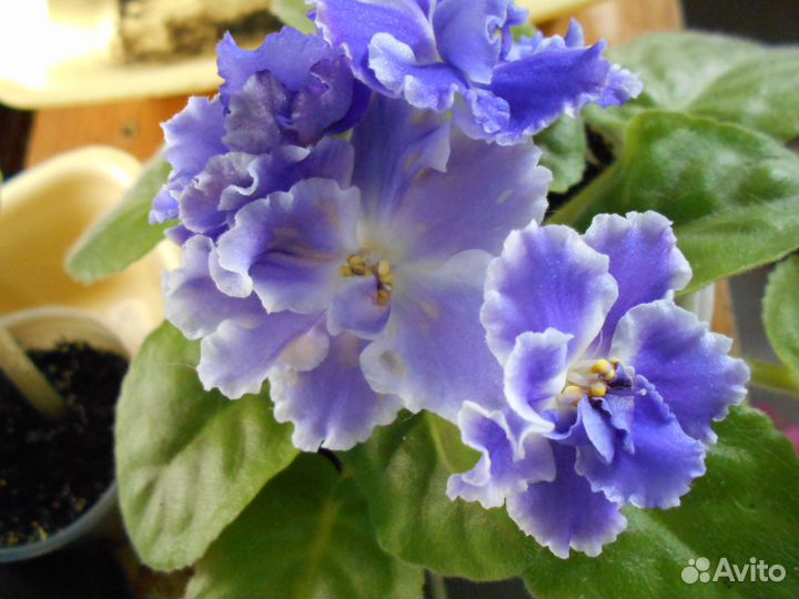 Фиалки сортовые