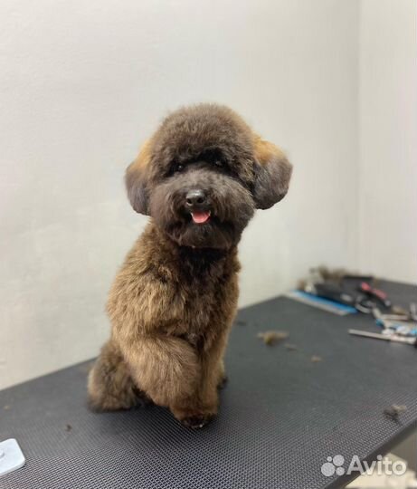 Услуги грумера