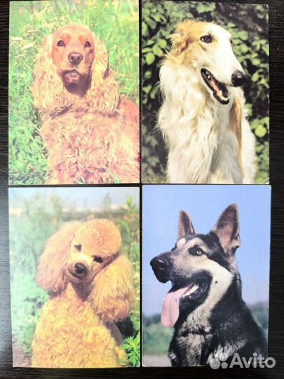 Открытки с собаками СССР 1989