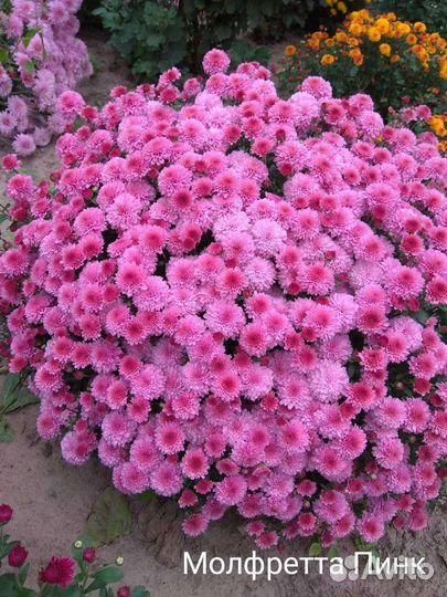 Хризантема-мультифлора