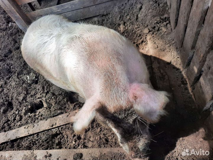 Хряк рабочий