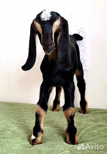 Козел нубийский