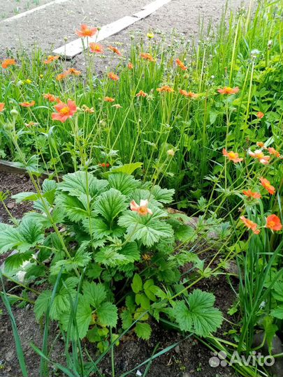 Гравилат, аквилегия жёлтая сортовая