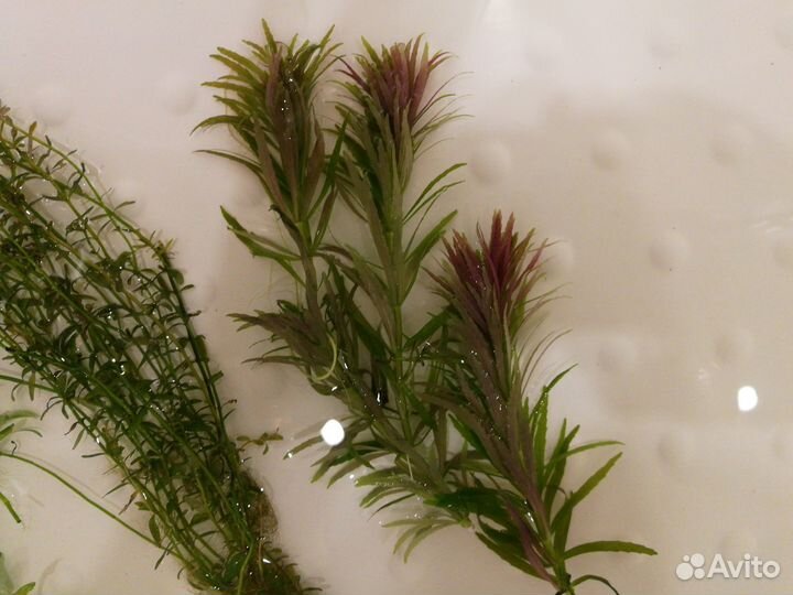 Аквариумные растения набором