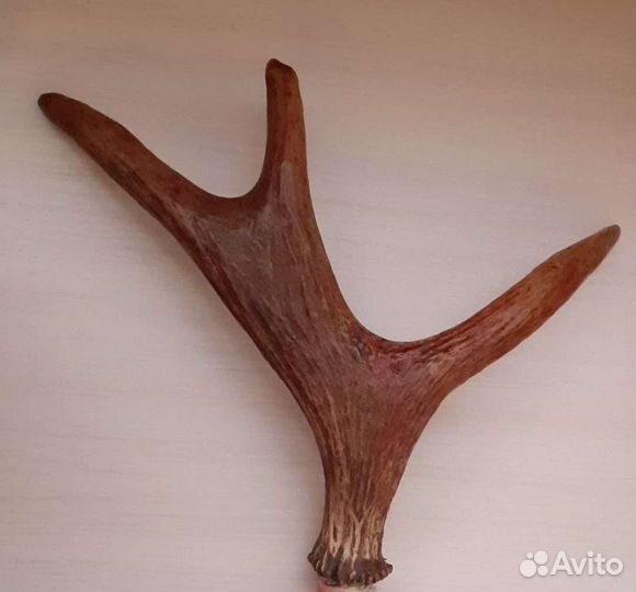 Продам рога лося