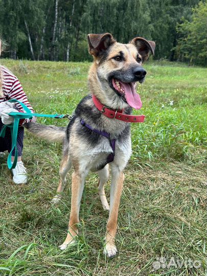 Собака в добрые руки