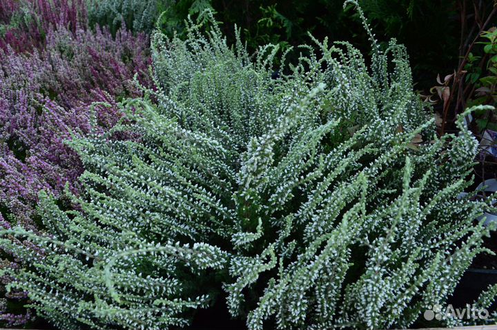 Вереск. Весна 23