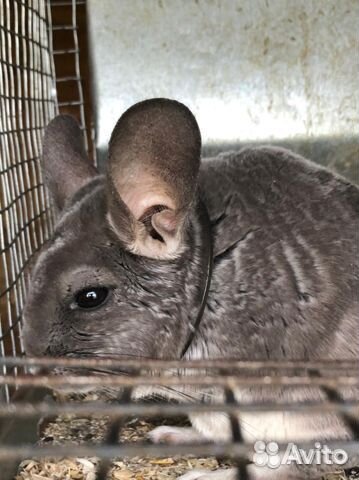 Мини ферма шиншилл