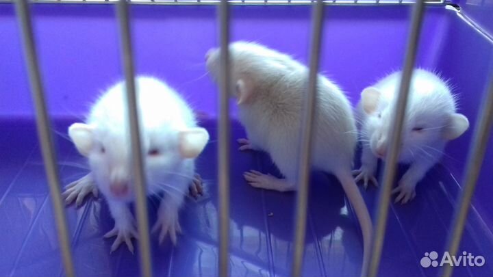 Крысята Дамбо. Крысы персиковые и белые