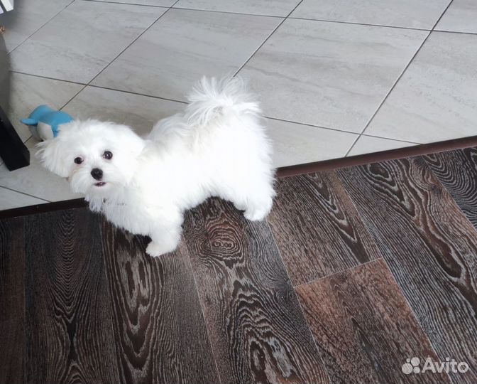 Девочка мальтезе с документами