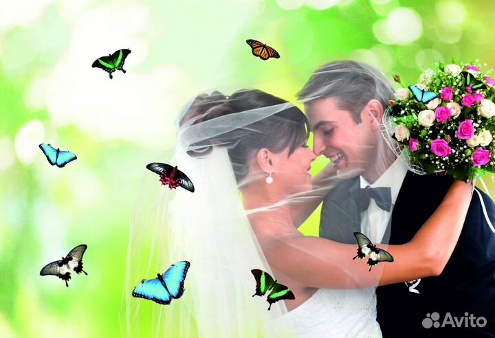 Салют из 20 Живых Тропических Бабочек с/б-318